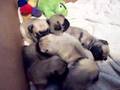 Puglets