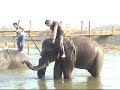 Ayelet and Ori in Elephant Rodeo in Thailand