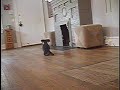Adventures of Tabby the Dachshund Adventures of Tabby the Dachshund