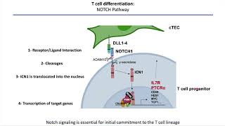 Orchestration du développement des cellules hématopoïétiques humaines multi-lignées dans des modèles de moelle osseuse in vitro et in vivo