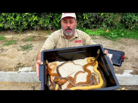 YouTube reptile video