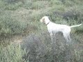 Ver vídeo