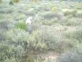 CAZA DE PERDIZ CON POINTER