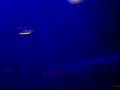 amnezia 2008-peoples from ibiza party2
