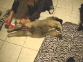 Caucasian Ovcharka The New Guard Dog