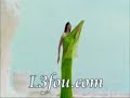 shahrukh khan vs cheb rayan - rani halef ana shahrukh khan vs cheb rayan - rani halef ana