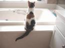The Syncopated Cat