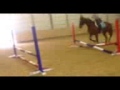 Bay Thoroughbred Gelding for Sale