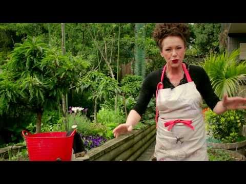 how to harvest potatoes nz