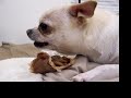 ChaCha the killer Chihuahua