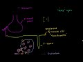Role of the Sarcoplasmic Video Tutorial