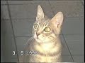 GATTI SIMPATICI