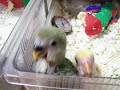 lovebird-babies-in-the-brooder.html