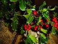 videos de Blanca Navidad / White Christmas - John Klein