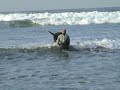 Surf Dog Louie Paddles on a 7ft GT Board