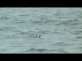 Click here to watch this video Shelduck family 2012 (Part 2)