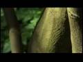 Forest Love \ אהבת עצים