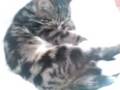 wake up the sleeping kitten