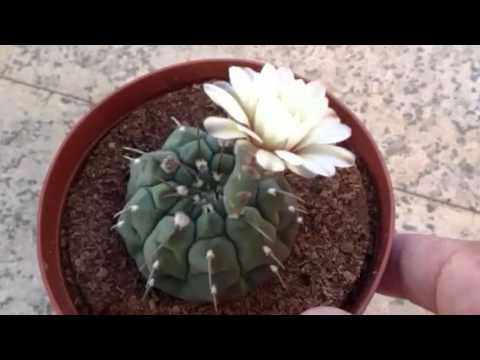 how to care for gymnocalycium mihanovichii