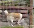 Akita Inu video