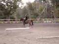 Gaiter the Rocky Mountain Pony