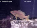 Polleni Grouper