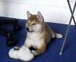 Meet Roxy my Shiba Inu puppy at 10 weeks