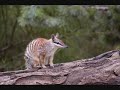 100% Numbat