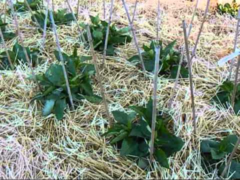 how to grow bishop of llandaff dahlia