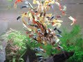 Salento Acquari,LECCE , Vasca con Guppy( alimentazione ) 2