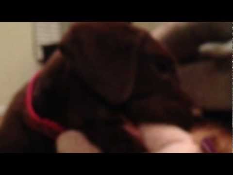 Molly the Chocolate Lab Puppy