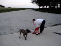 dauschund leg dog broken