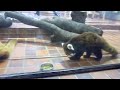 20091021 レッサーパンダ