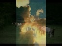 Lusitanos and Life on Earth