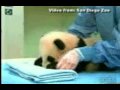 Yun Zi The 100 Day Old Panda