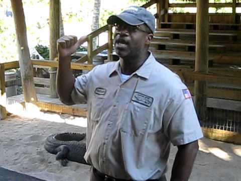 Gator Show at Gator Park, Everglades, Florida