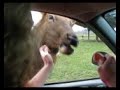 Olympic Game Farm - Elk II