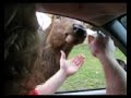 Olympic Game Farm - Elk II