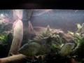 Parachromis loisellei Feeding Frenzy