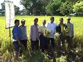 rice harvest festival 2008 by uncle organics corporation