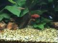 Peixes...Neons;Corydoras;Saes; Camarões;Barbo cerejia... 