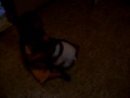 my little cuzin