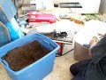 Potting On Lycopersicon Clones