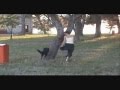Border Collie video