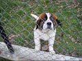 Small Saint Bernard..