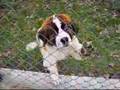 Small Saint Bernard..