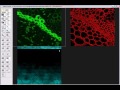 Confocal Microscope Training