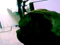 dogo   de   burdeos