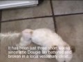 Dougie the Wonder Dog shih tzu lhasa apso rescue