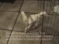 Dougie the Wonder Dog shih tzu lhasa apso rescue